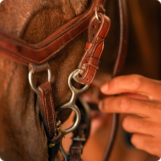 horse