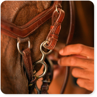 equestrian