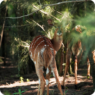 wildlife