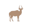 nyala
