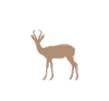 springbok