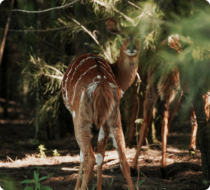wildlife