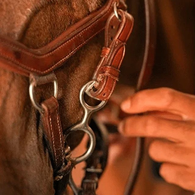 explore-equestrian