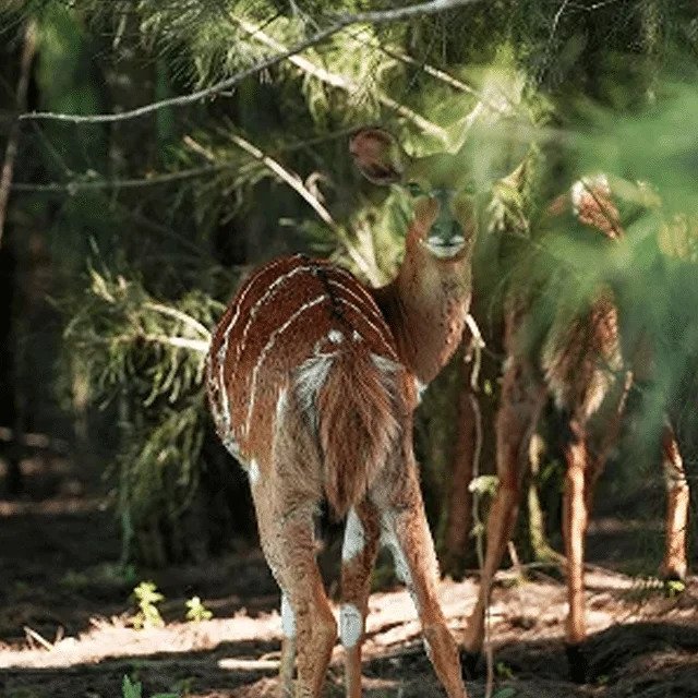 explore-wildlife